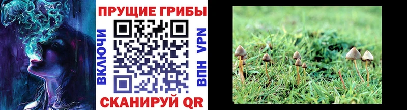Галлюциногенные грибы прущие грибы Черногорск